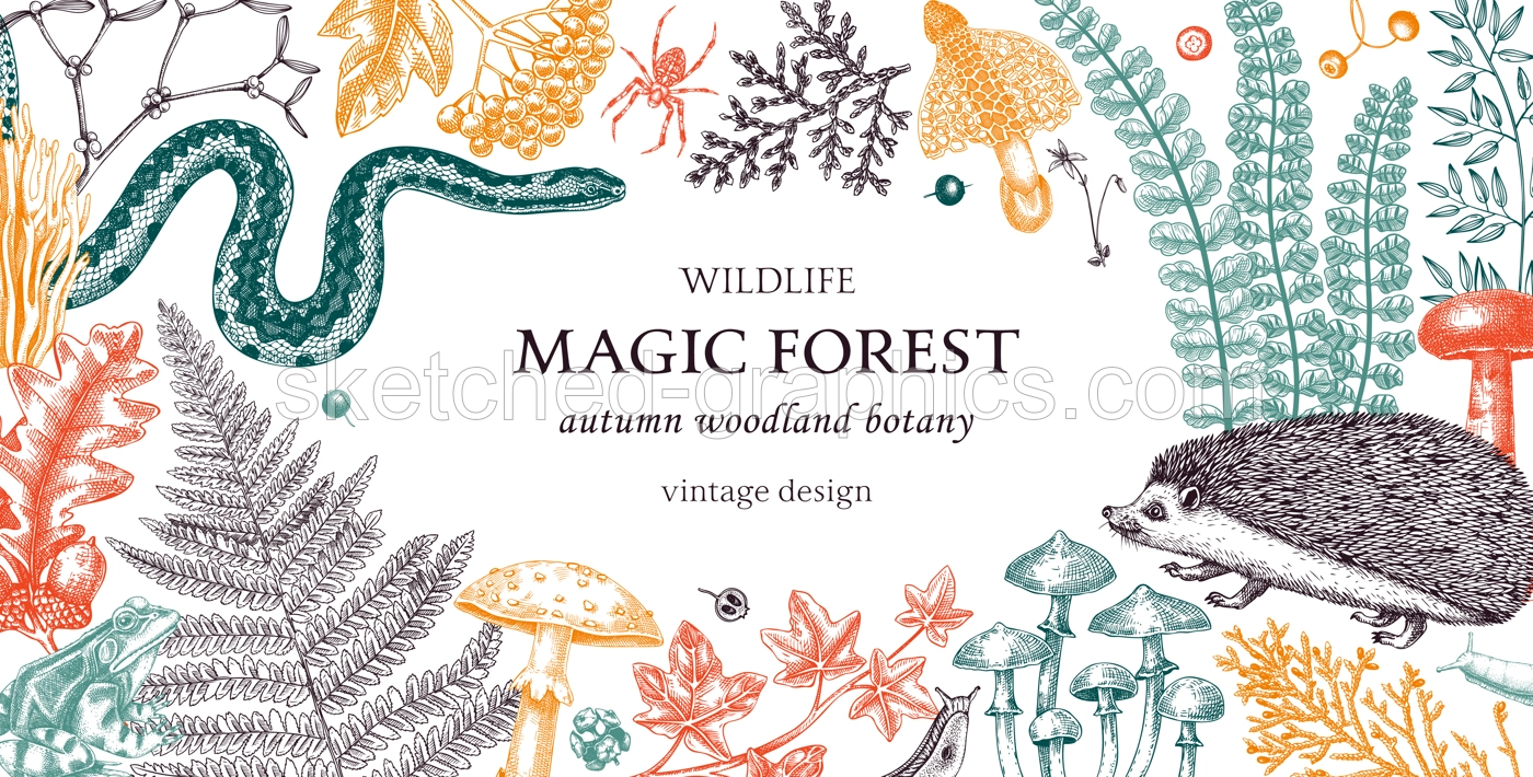 Woodland Autumn Frame Illustration
